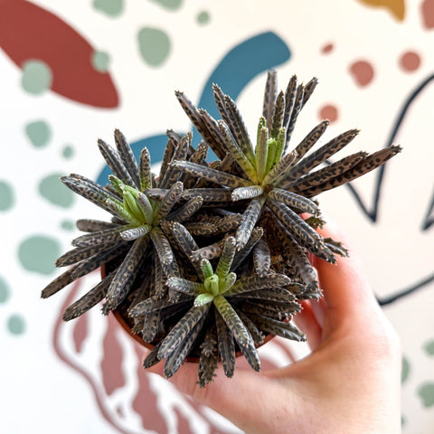 Kalanchoe daigremontiana – Mother of Thousands - Sprouts of Bristol