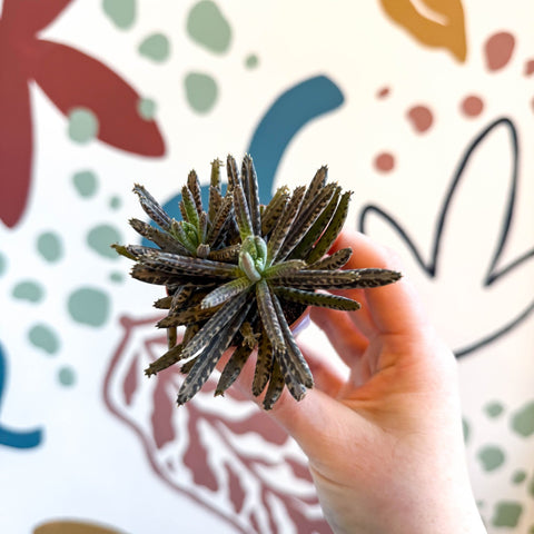 Kalanchoe daigremontiana – Mother of Thousands - Sprouts of Bristol