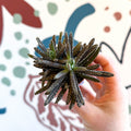 Kalanchoe daigremontiana – Mother of Thousands - Sprouts of Bristol