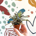 Kalanchoe delagoensis – Chandelier Plant - Sprouts of Bristol