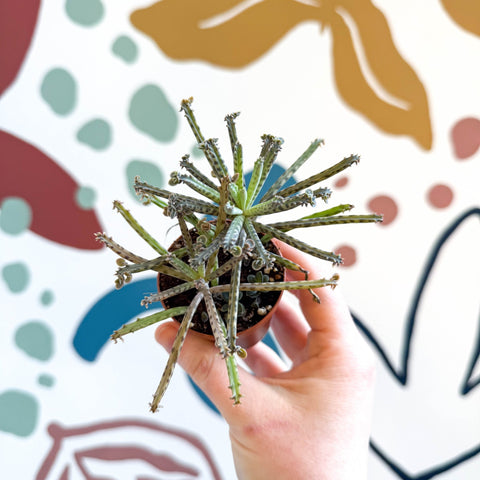 Kalanchoe delagoensis – Chandelier Plant - Sprouts of Bristol