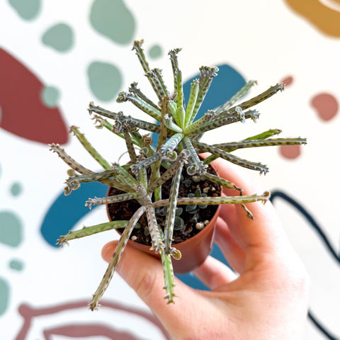 Kalanchoe delagoensis – Chandelier Plant - Sprouts of Bristol