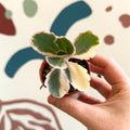 Kalanchoe fedtschenkoi variegata - Variegated Lavender Scallops - Sprouts of Bristol