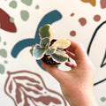 Kalanchoe fedtschenkoi variegata - Variegated Lavender Scallops - Sprouts of Bristol