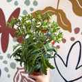 Kalanchoe ‘Lucky Bells’ – Pendant Bellflower Kalanchoe - Sprouts of Bristol