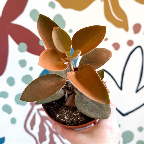 Kalanchoe orgyalis – Copper Spoons - Sprouts of Bristol