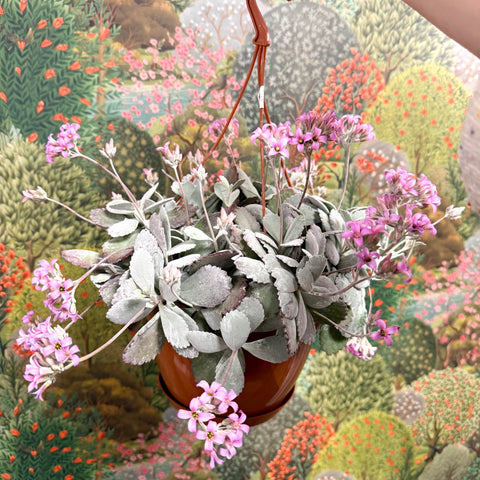 Kalanchoe pumila – Flower Dust Plant - Sprouts of Bristol