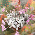 Kalanchoe pumila – Flower Dust Plant - Sprouts of Bristol