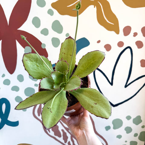 Kalanchoe synsepala – Walking Kalanchoe - Sprouts of Bristol