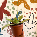 Kalanchoe synsepala – Walking Kalanchoe - Sprouts of Bristol