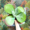 Kalanchoe thyrsiflora - Desert Rose - Sprouts of Bristol