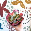 Kalanchoe thyrsiflora variegata – Variegated Flapjack Plant - Sprouts of Bristol