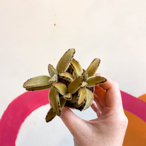 Kalanchoe tomentosa 'Golden Girl' - Sprouts of Bristol