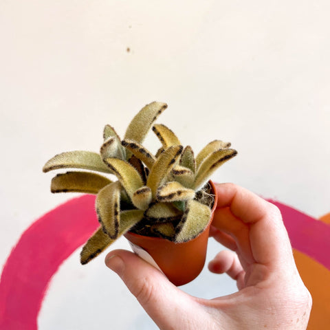 Kalanchoe tomentosa 'Golden Girl' - Sprouts of Bristol