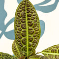 Labisia obtusifolia ‘Kura Kura’ - Turtle Back Plant - Sprouts of Bristol