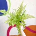 Lady Fern - Athyrium filix-femina - Cotswold Grown Fern - Sprouts of Bristol