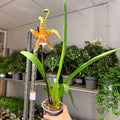 Large - Flowered Copper - Striped Cambria Orchid (Odontoglossum - Type) - Sprouts of Bristol