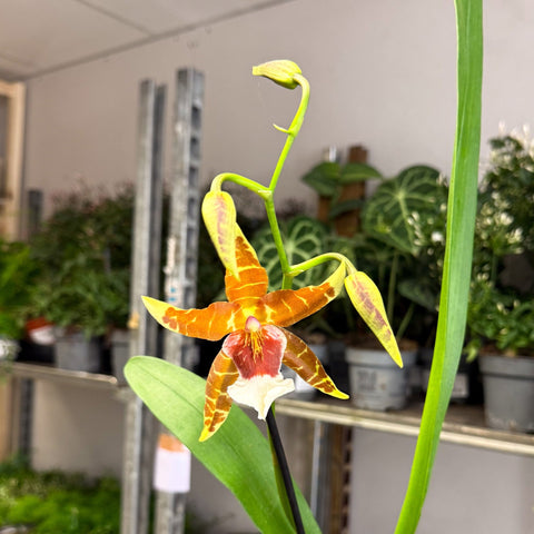 Large - Flowered Copper - Striped Cambria Orchid (Odontoglossum - Type) - Sprouts of Bristol
