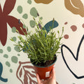 Lavandula angustifolia 'Avignon Blue' - English Lavender - Sprouts of Bristol