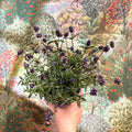 Lavandula angustifolia - English Lavender - Sprouts of Bristol
