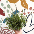Lavandula angustifolia ‘Vincenza White’ - White English Lavender - Sprouts of Bristol