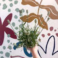 Lavandula × intermedia 'Edelweiss' - White English Lavender - Sprouts of Bristol