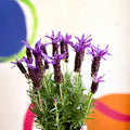 Lavandula stoechas 'Purple Flame' - French Lavender - Sprouts of Bristol