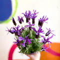 Lavandula stoechas 'Purple Flame' - French Lavender - Sprouts of Bristol