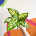 Leopard Lily - Dieffenbachia 'Compacta' - Sprouts of Bristol