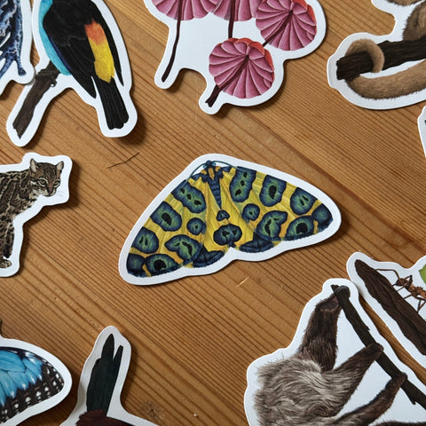 Leopard Moth Amazon Wildlife Vinyl Sticker [Beneath the Canopy RHS Collab] - Sprouts of Bristol