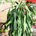 Lepismium houlletianum – Jungle Cactus - Sprouts of Bristol