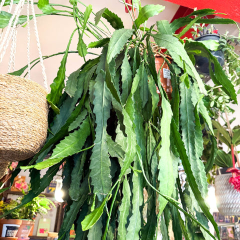 Lepismium houlletianum – Jungle Cactus - Sprouts of Bristol