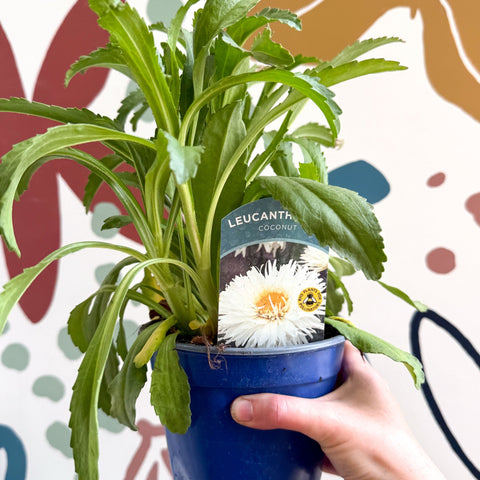 Leucanthemum x superbum ‘Coconut’ - Shasta Daisy - British Grown - Sprouts of Bristol