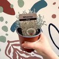 Leucophyta brownii 'Whimsy Silver' - Cushion Bush - Sprouts of Bristol