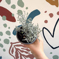 Leucophyta brownii 'Whimsy Silver' - Cushion Bush - Sprouts of Bristol