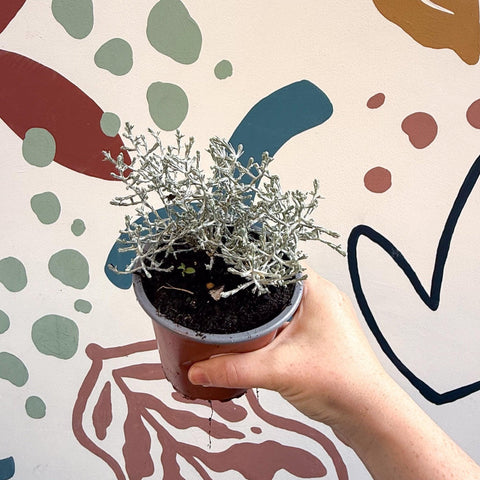 Leucophyta brownii 'Whimsy Silver' - Cushion Bush - Sprouts of Bristol