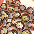 Lithops lesliei – Living Stone (Mixed Varieties) - Sprouts of Bristol