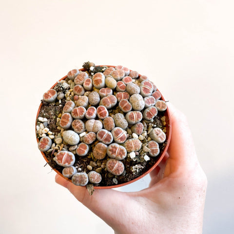 Lithops - Living Stones - Sprouts of Bristol