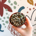 Lithops Lucky Dip Mix - Sprouts of Bristol