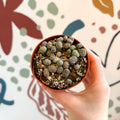 Lithops Lucky Dip Mix - Sprouts of Bristol