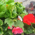 Lucky Dip Begonia 'Nonstop Mixed' - British Grown Non Hardy Perennial - Sprouts of Bristol