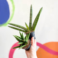 Lucky Dip Snake Plant - Sansevieria cylindrica MIX - Sprouts of Bristol