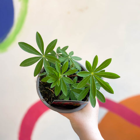 Lupin - Lupinus polyphyllus 'Legendary Red Shades' - British Grown Herbaceous Perennial - Sprouts of Bristol