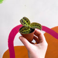 Macodes petola 'Gold' - Jewel Orchid - Sprouts of Bristol