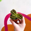 Macodes petola 'Gold' - Jewel Orchid - Sprouts of Bristol