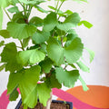 Maidenhair Tree Bonsai - Ginkgo biloba - Sprouts of Bristol