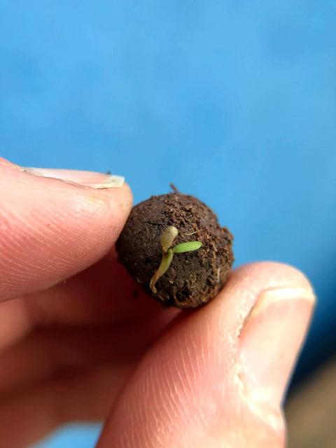 Make Your Own Seedball Kit - Flowers for Bees - Sprouts of Bristol