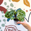 Maranta leuconeura ‘Fiesta’ - Sprouts of Bristol
