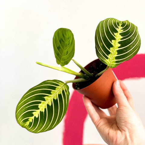 Maranta leuconeura var. erythroneura 'Lemon Lime' - Prayer Plant - Sprouts of Bristol