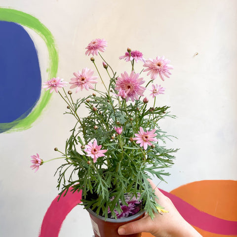 Marguerite Daisy - Argyranthemum 'Madeira Crested Pink' - British Grown - Sprouts of Bristol